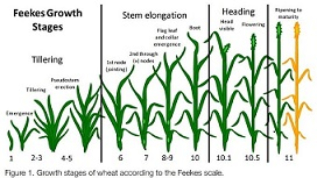 feekes growth stages